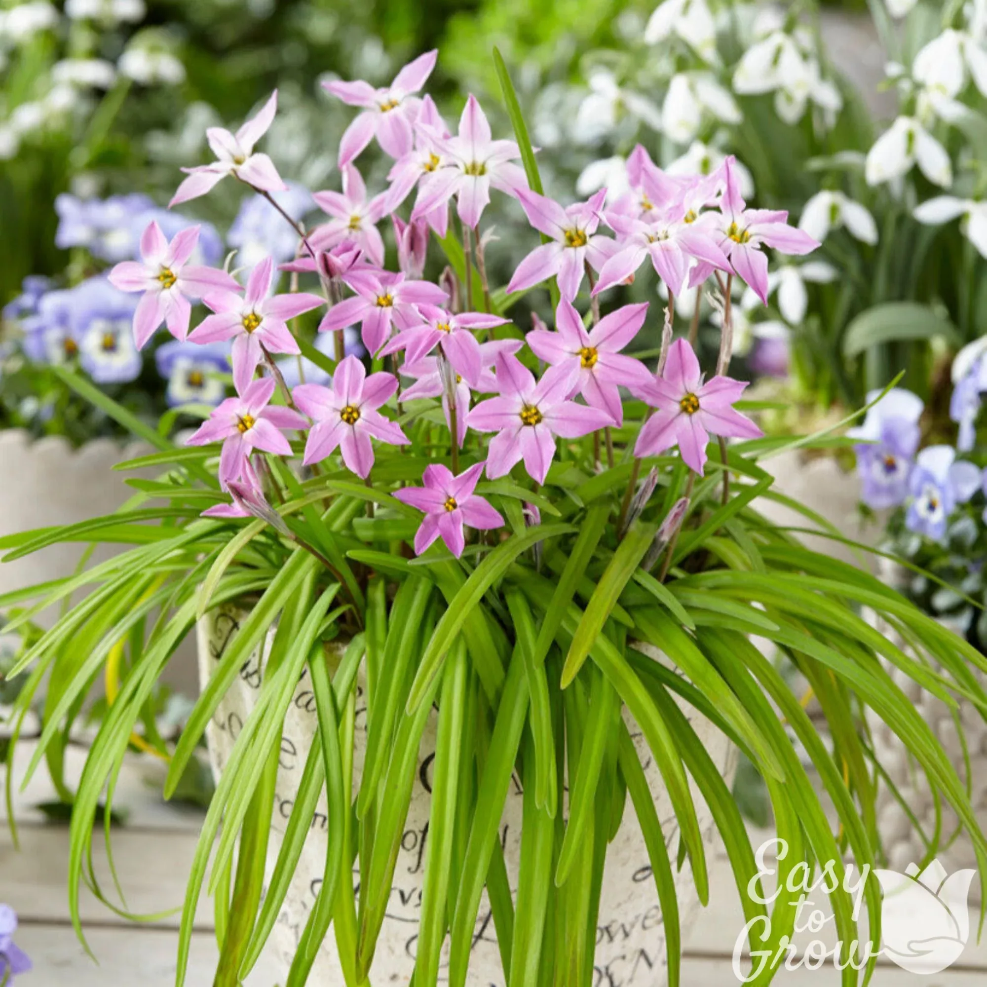 Starflower - Charlotte Bishop
