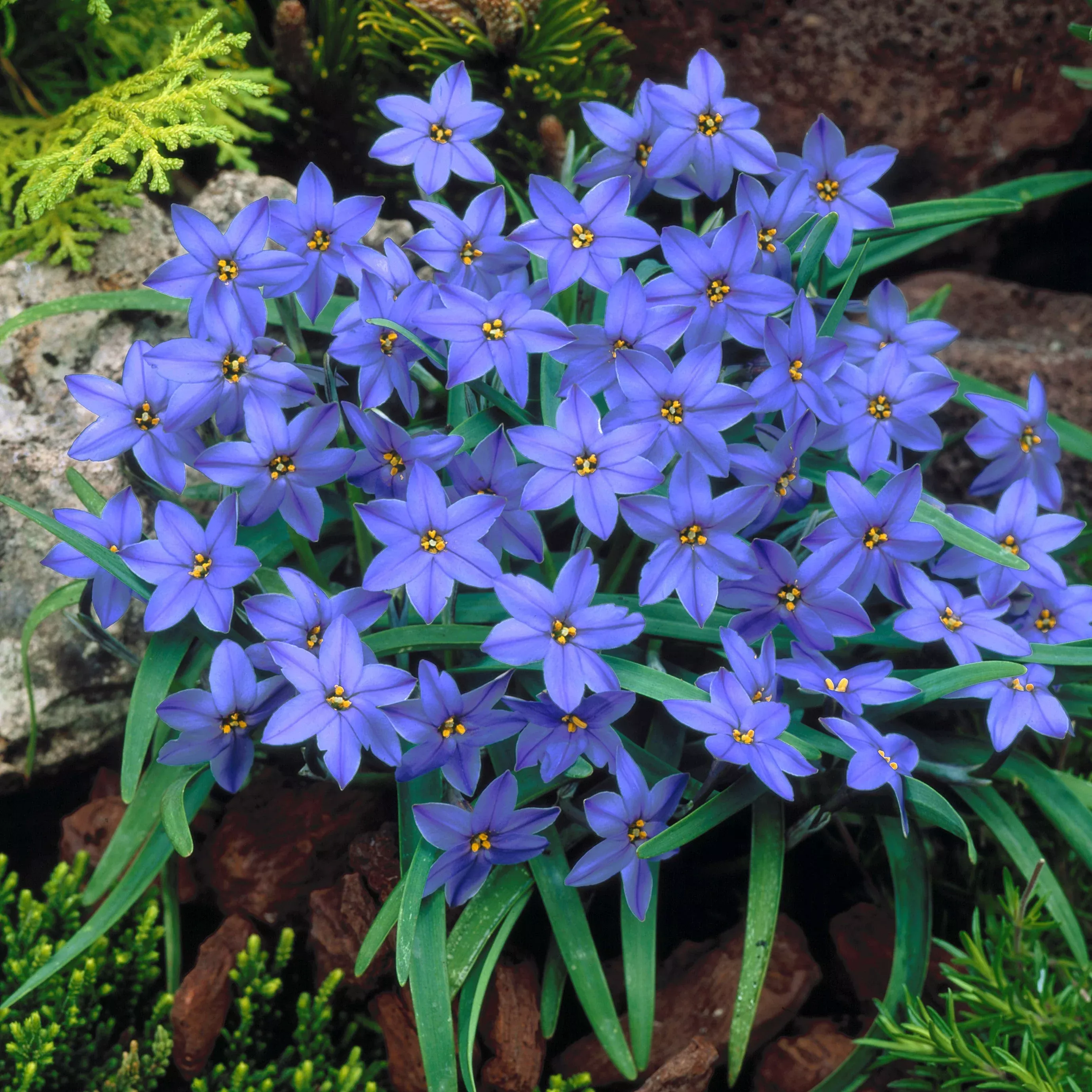 Starflower - Jesse