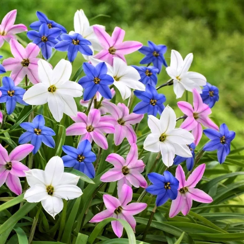 Starflower - Wish Upon A Star Mix