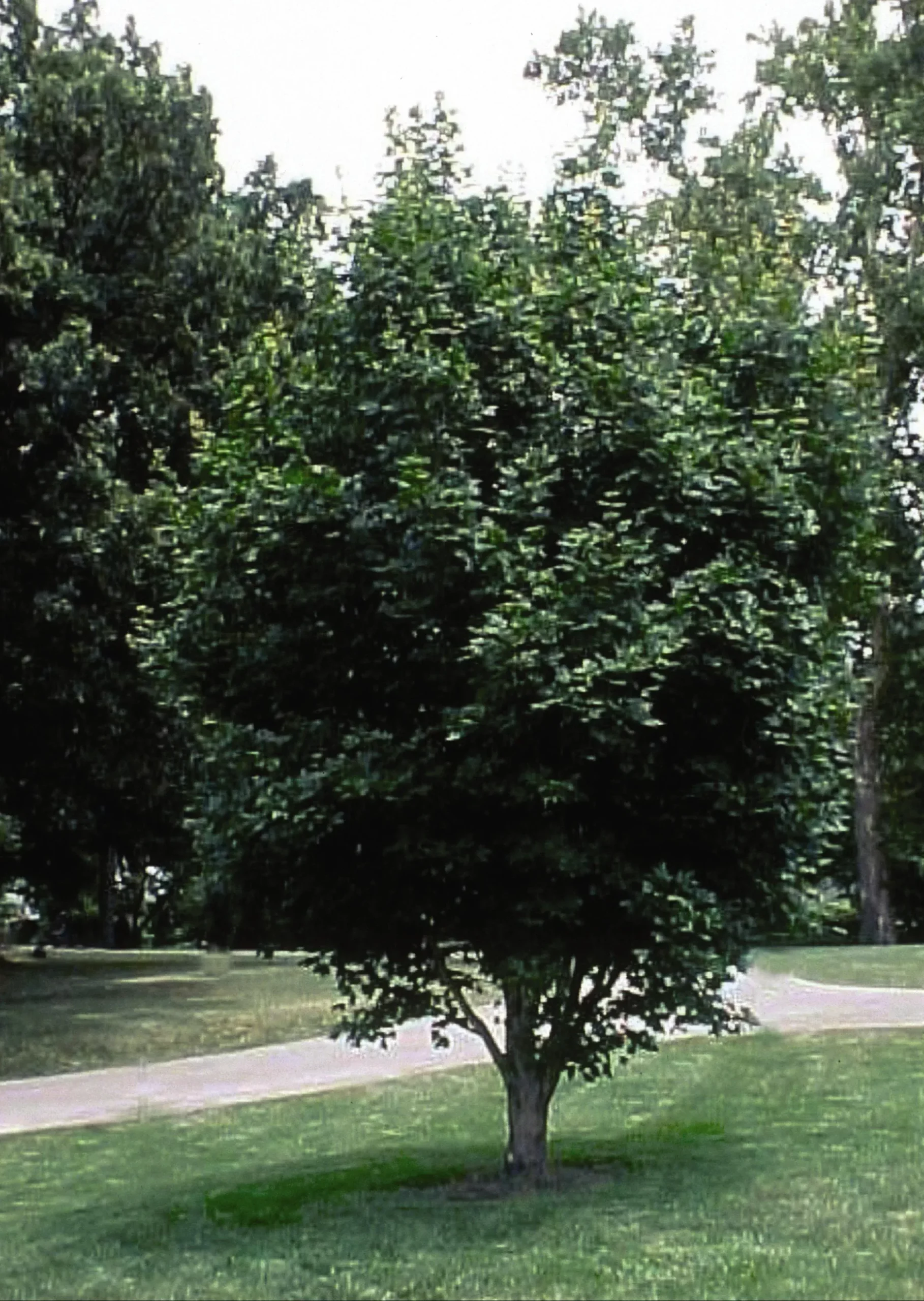 State Street Maple
