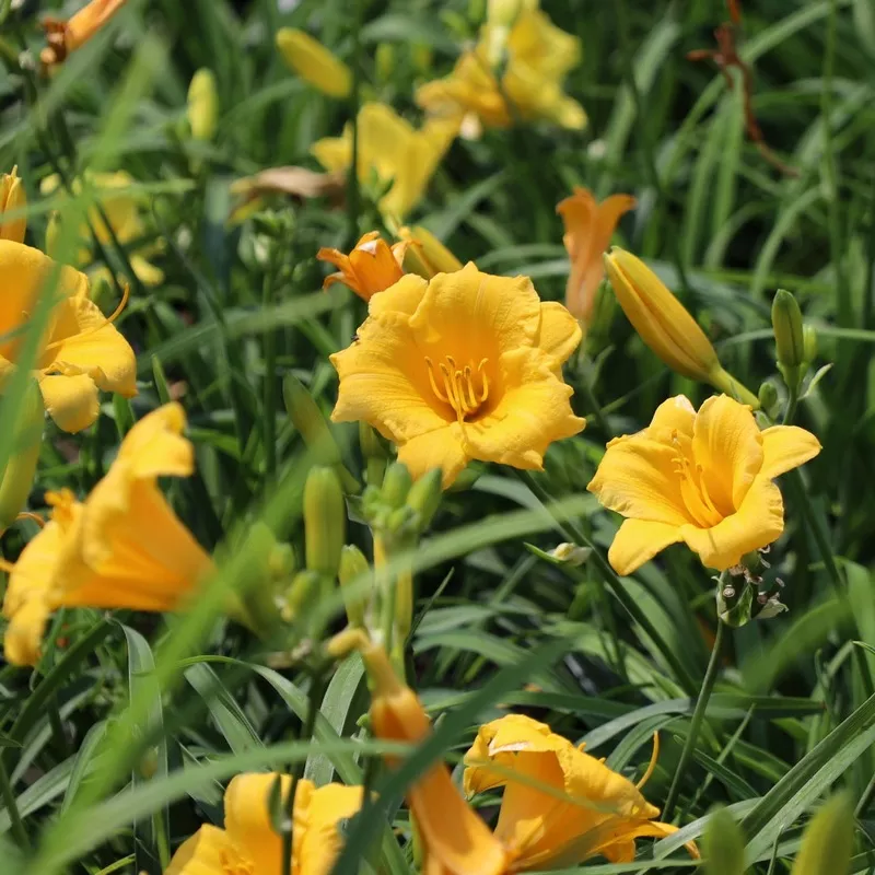 ‘Stella d’Oro’ Daylily