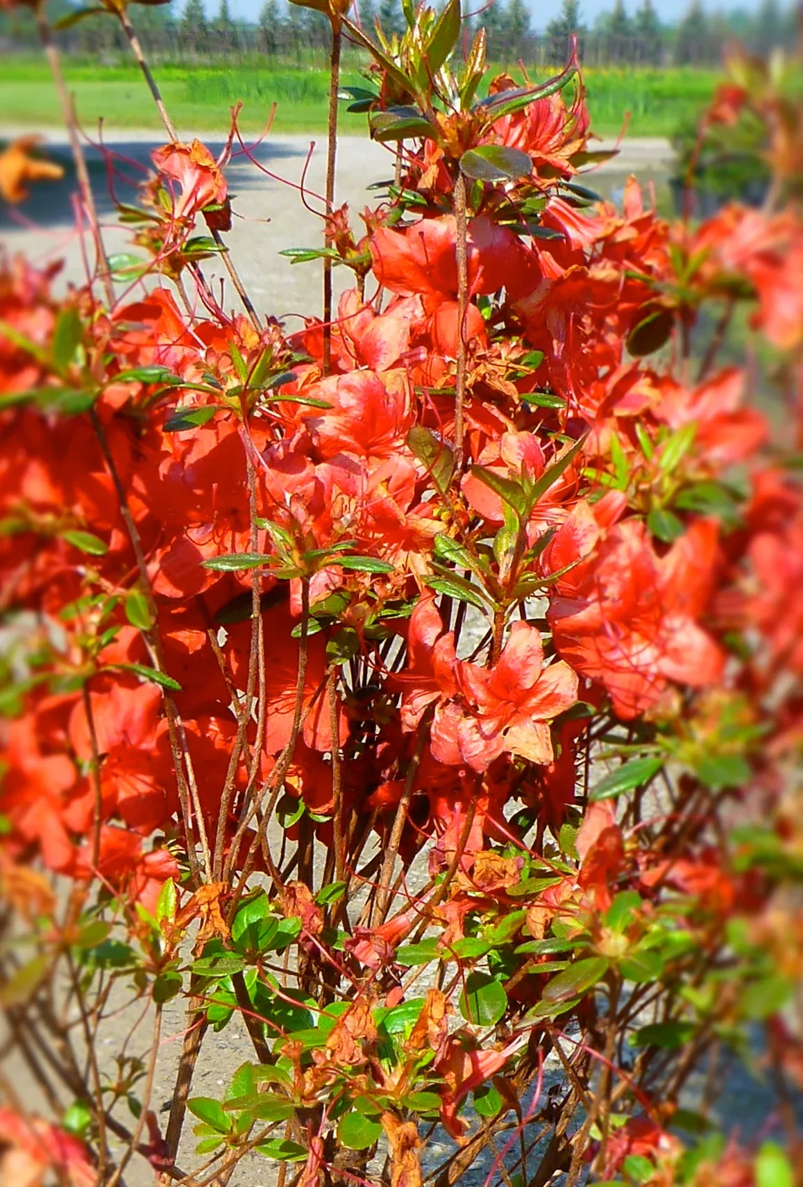 Stewartstonian Azalea