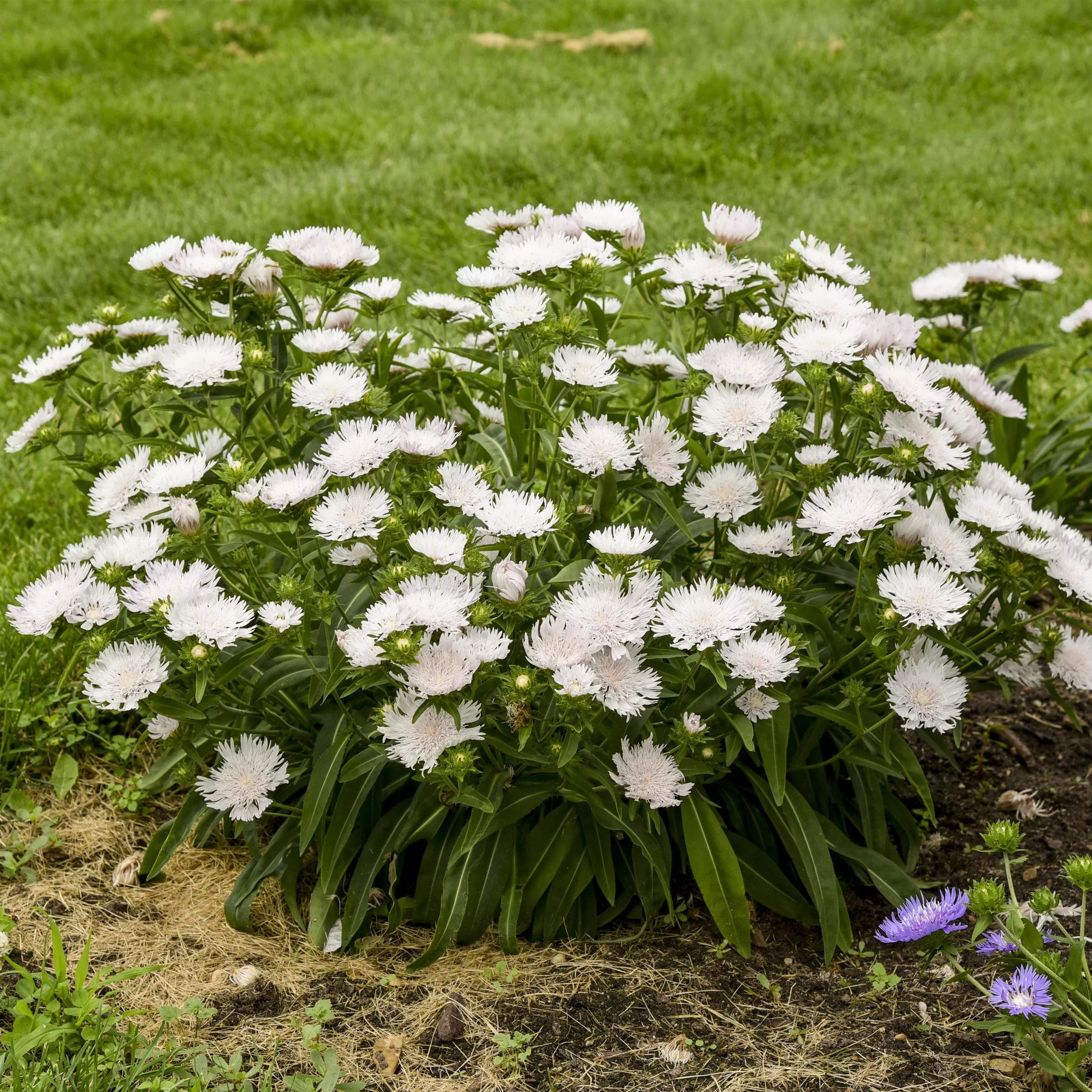 Stokes' Aster Whitecaps