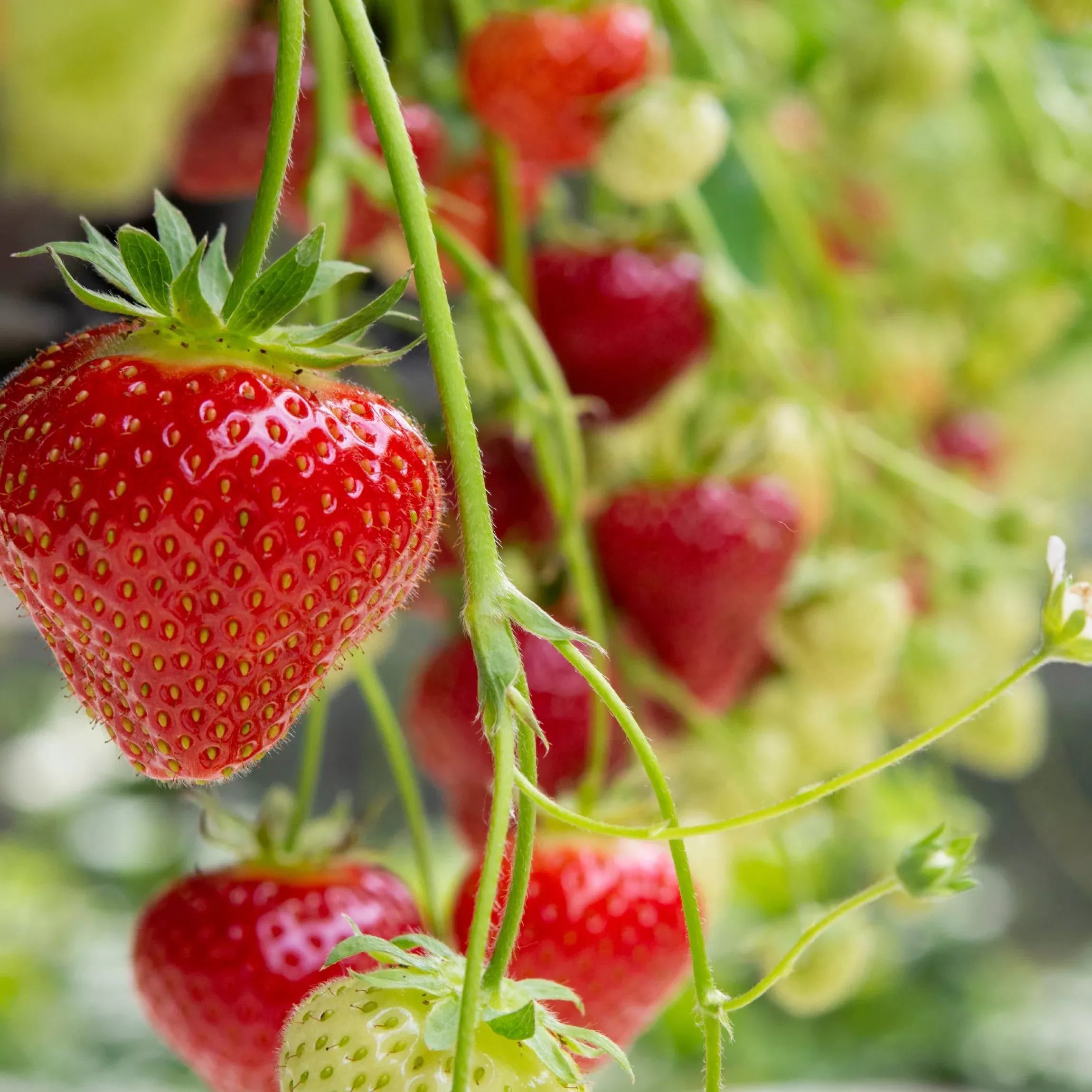 Strawberry Ozark Beauty Potted Plant 2 Pack
