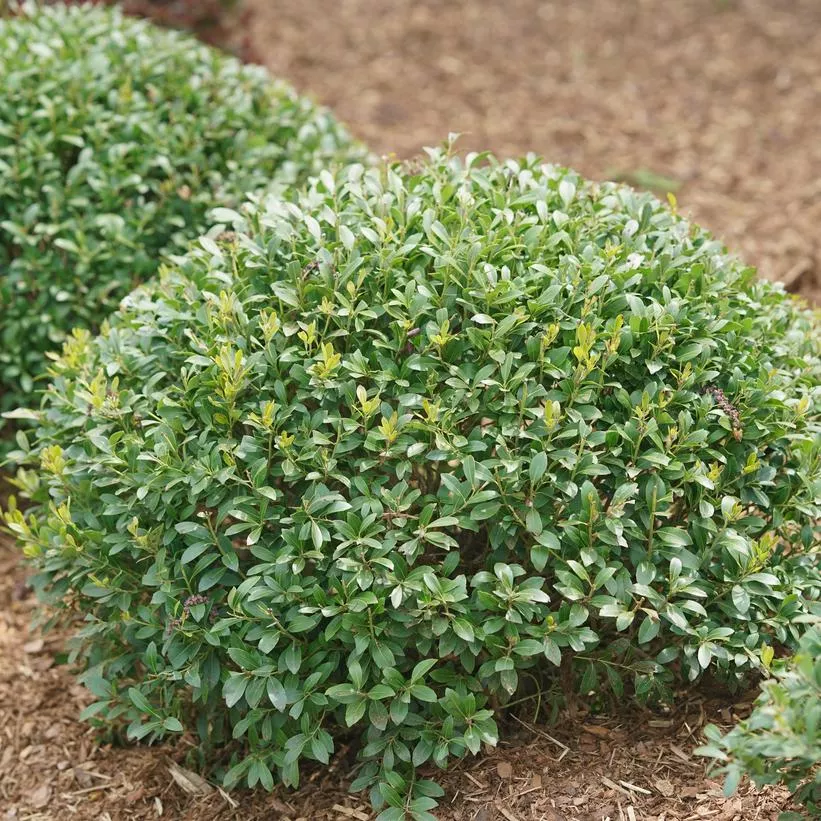 Strongbox Inkberry Holly