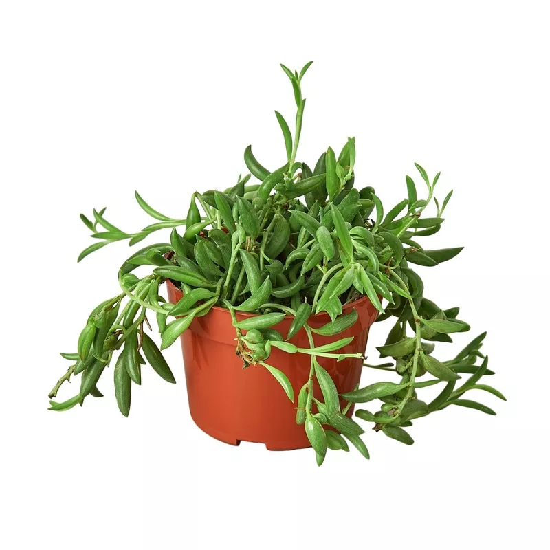 Succulent, String of Bananas