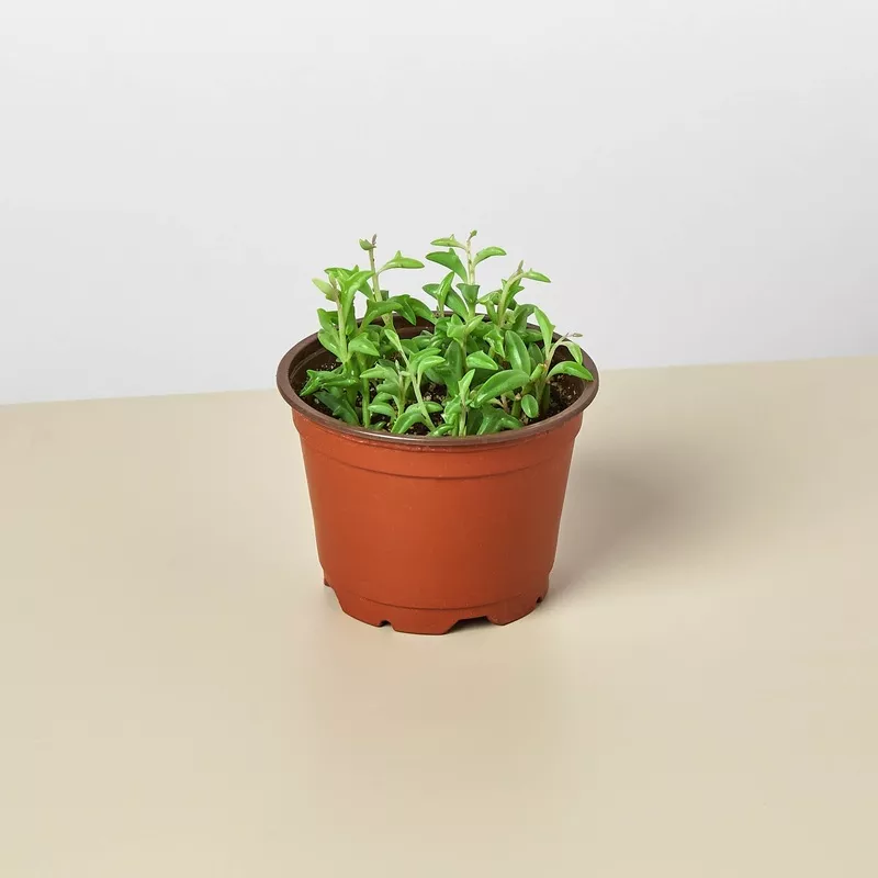 Succulent, String of Dolphins