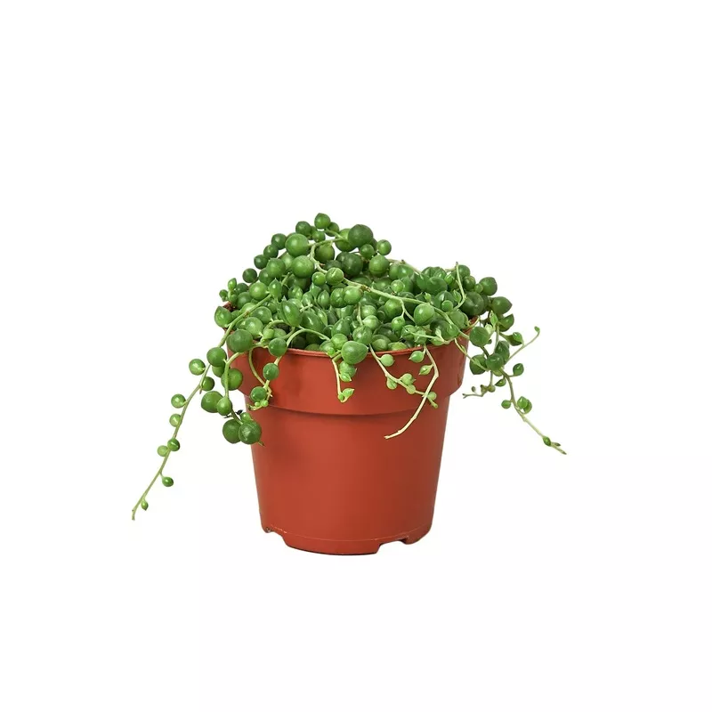 Succulent, String of Pearls