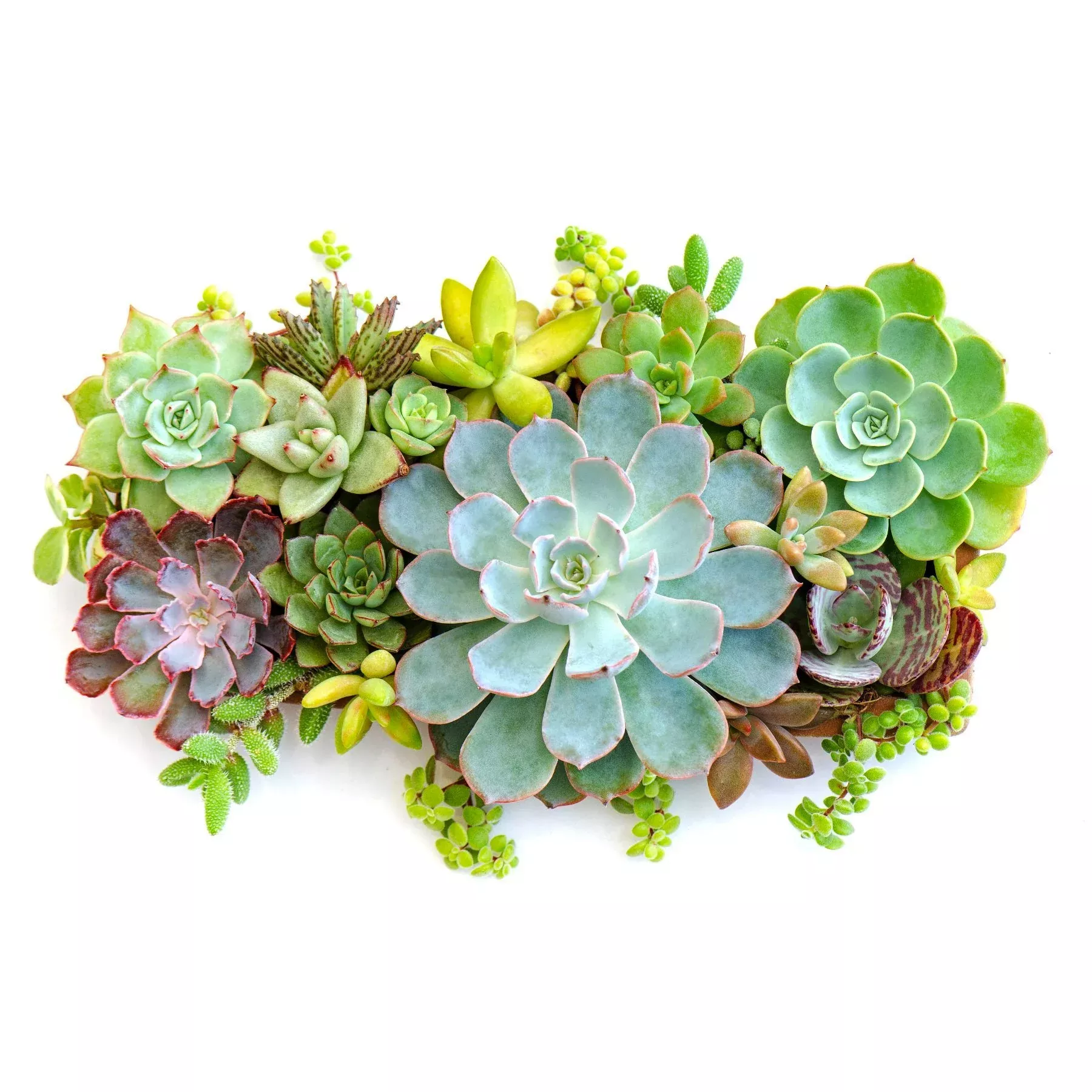 Succulents - Medley Mix Potted Plants