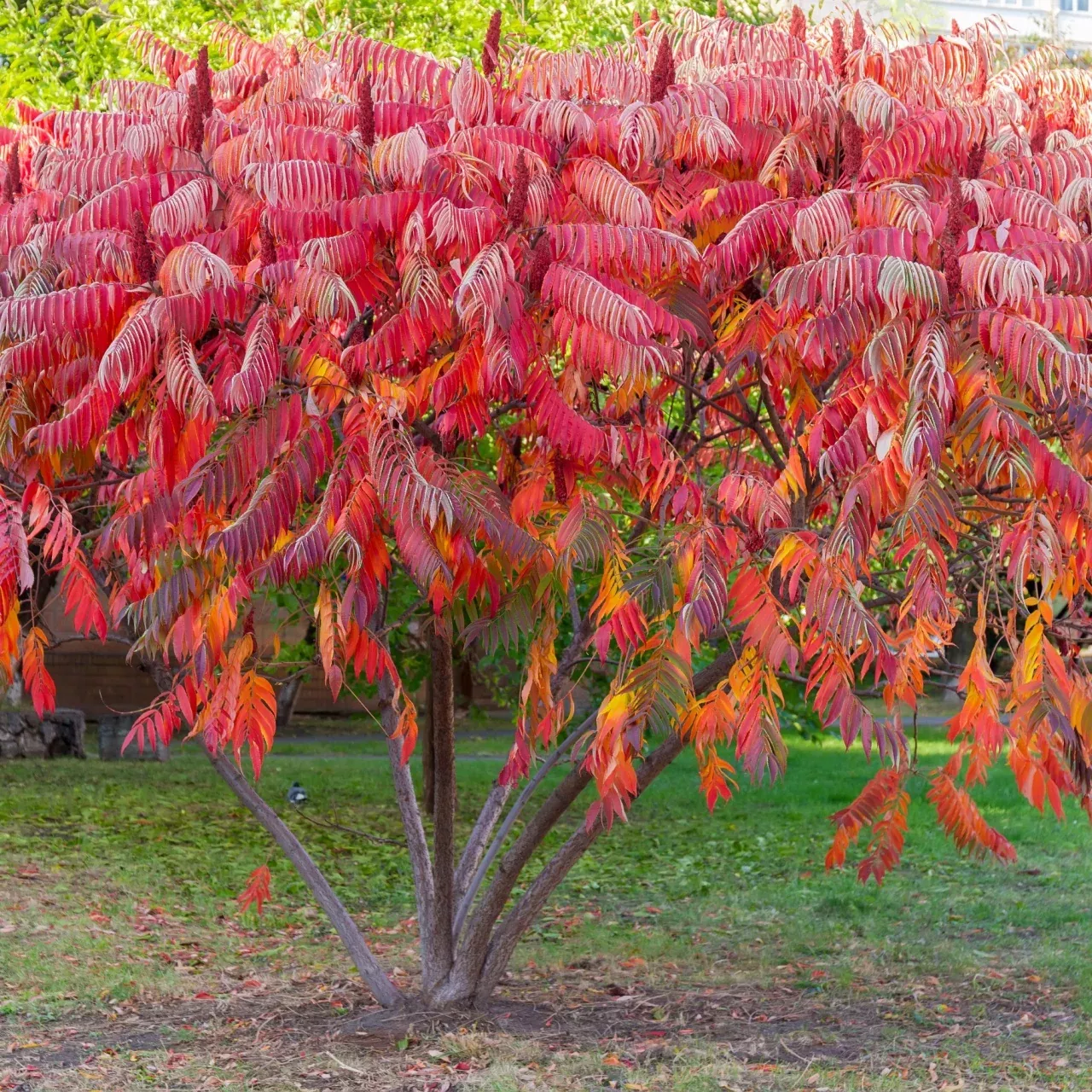 Sumac Tree