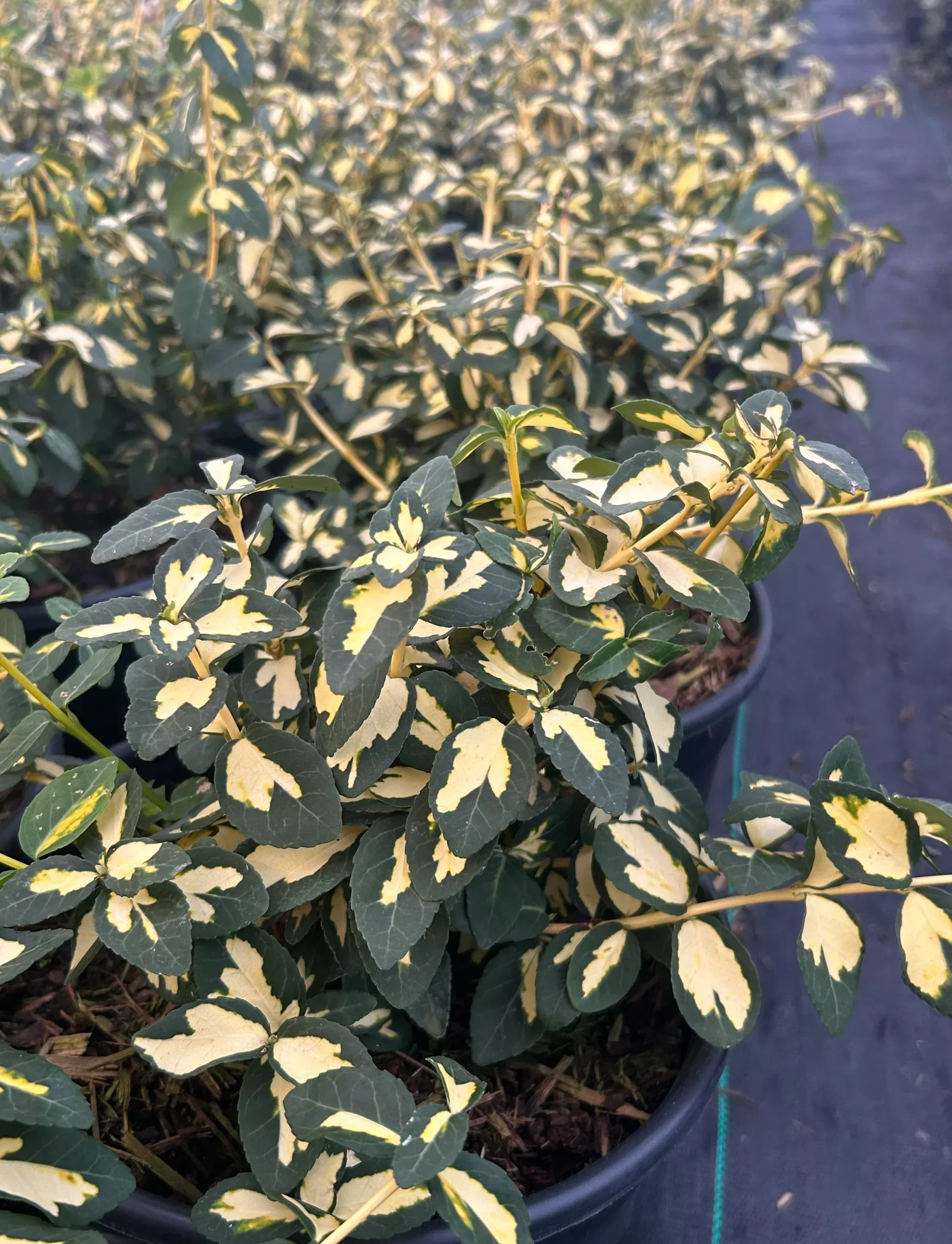 Summer Runner Euonymus