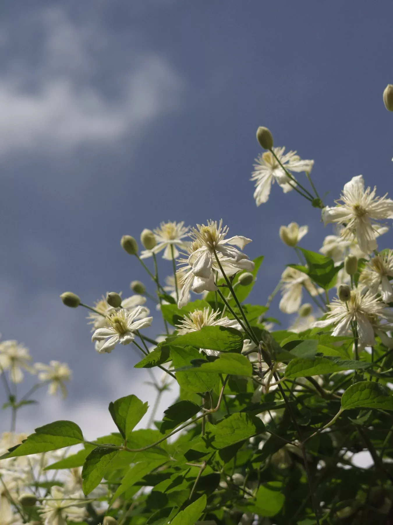 Summer Snow Clematis