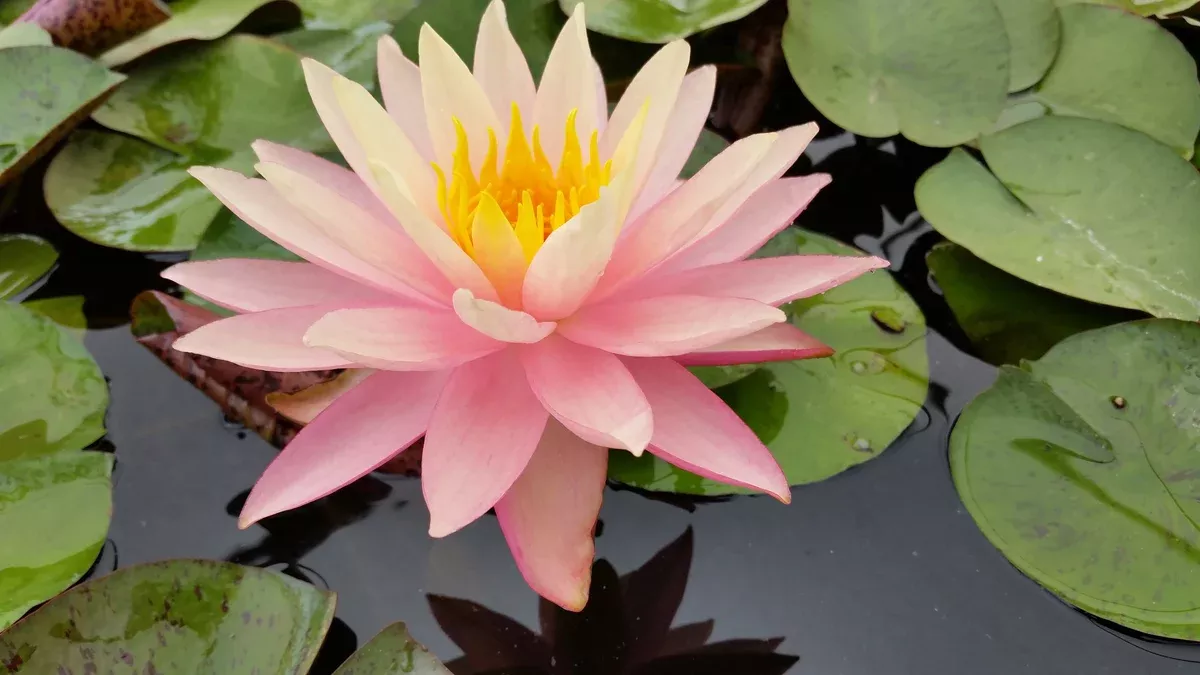 Sunfire (Hybrid) Hardy-Tropical Lily