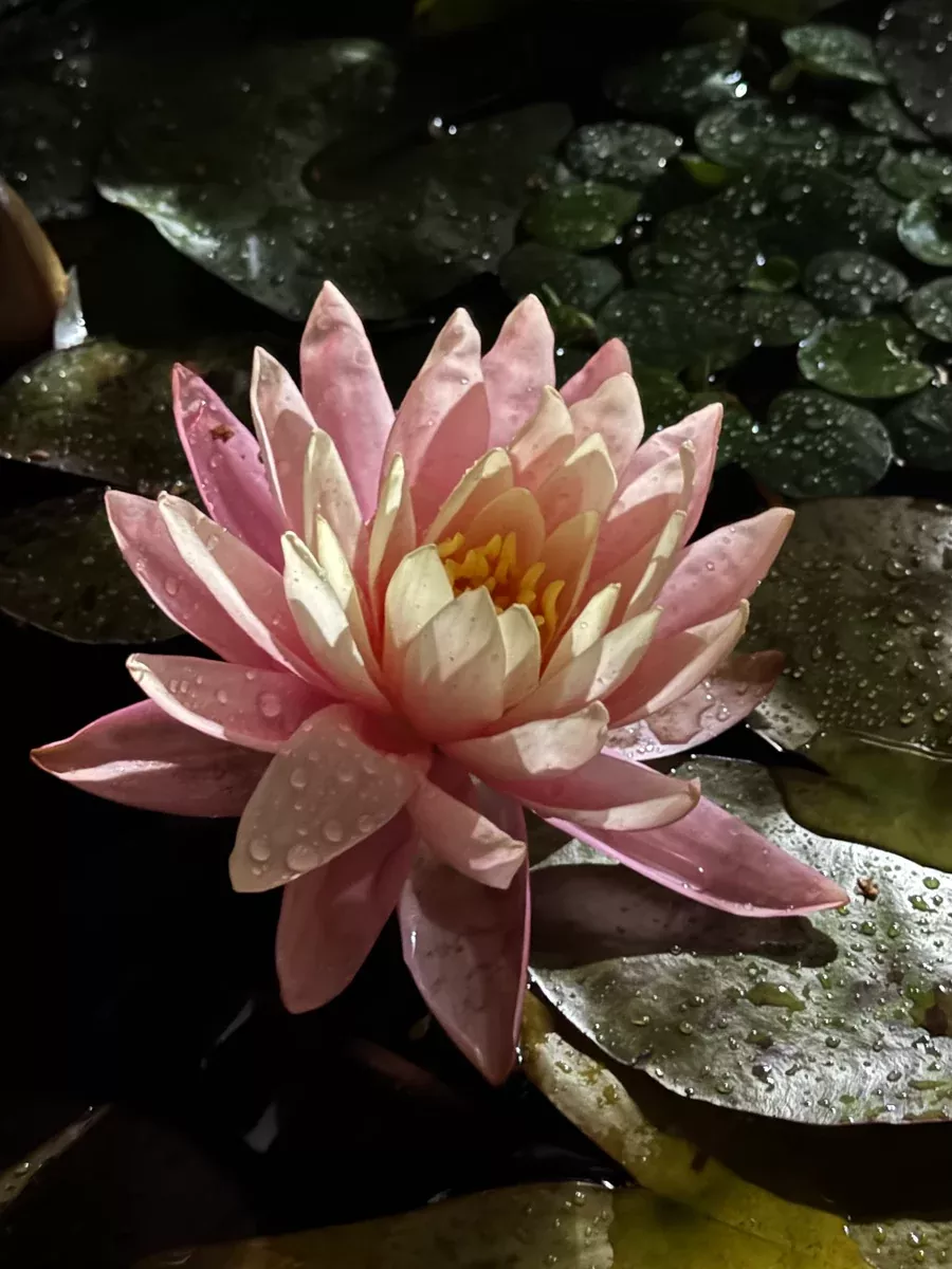 Sunny Pink Hardy Lily