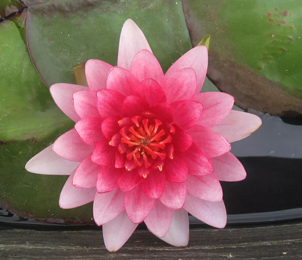 Super Red - Red Hardy Lily
