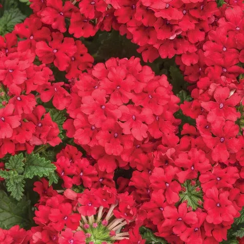 Superbena Red Verbena hybrid PW