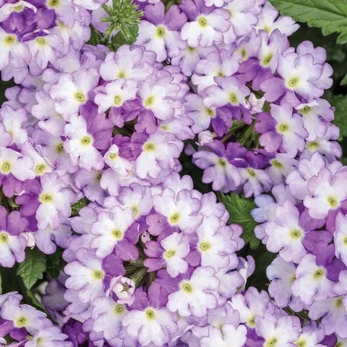 Superbena Sparkling Amethyst Verbena hybrid PW