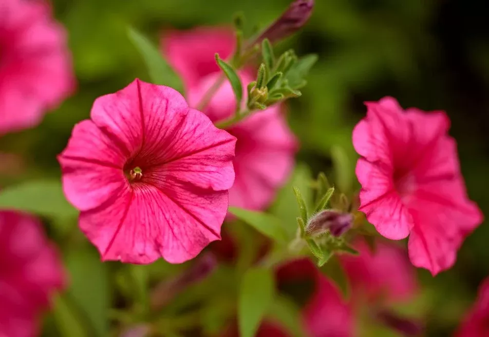 Supertunia Vista Paradise