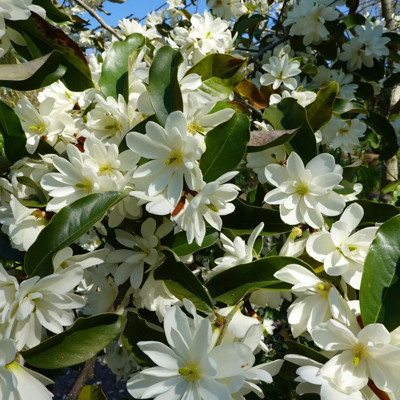 Sweet Bay Magnolia Tree