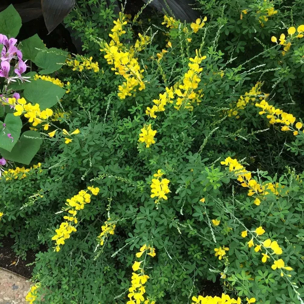 Sweet Broom (Cytisus x spachianus) Flower Live Plant