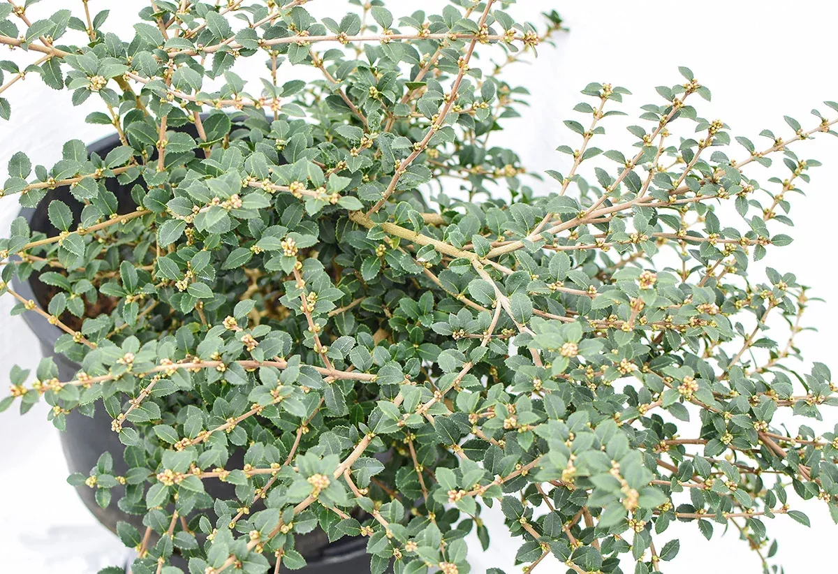Sweet Olive