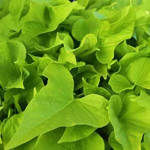 Sweet Potato 'FloraMia Limon Wedge'