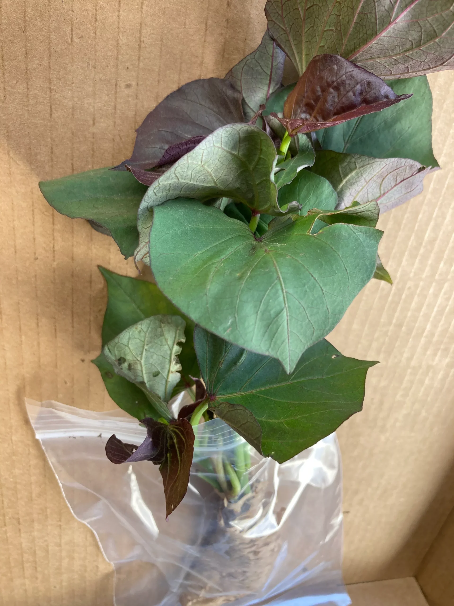 Sweet Potato, Vardaman