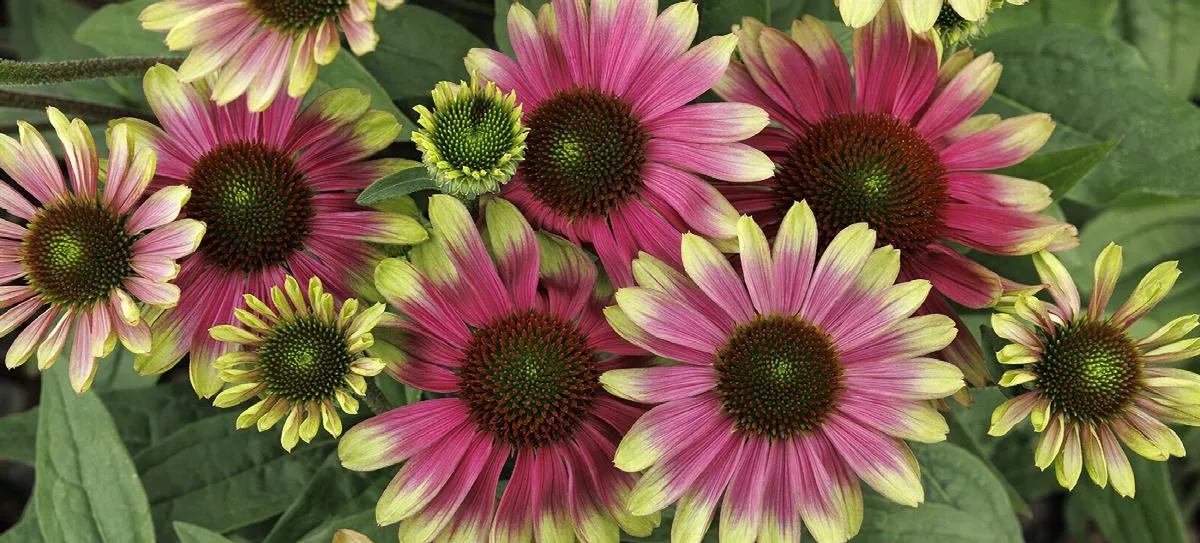 ‘Sweet Sandia’ Coneflower