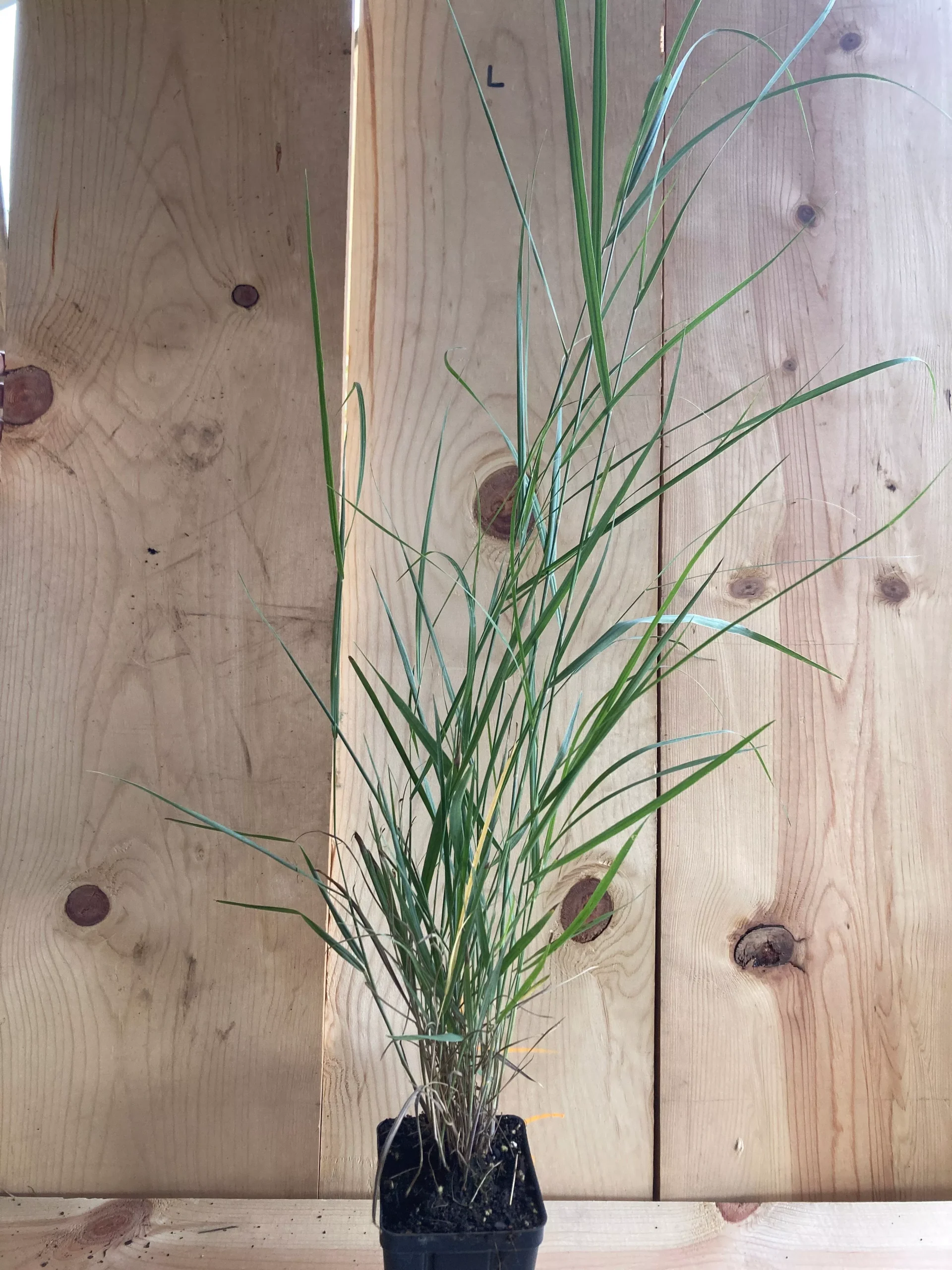 Switchgrass, Prairie Dog