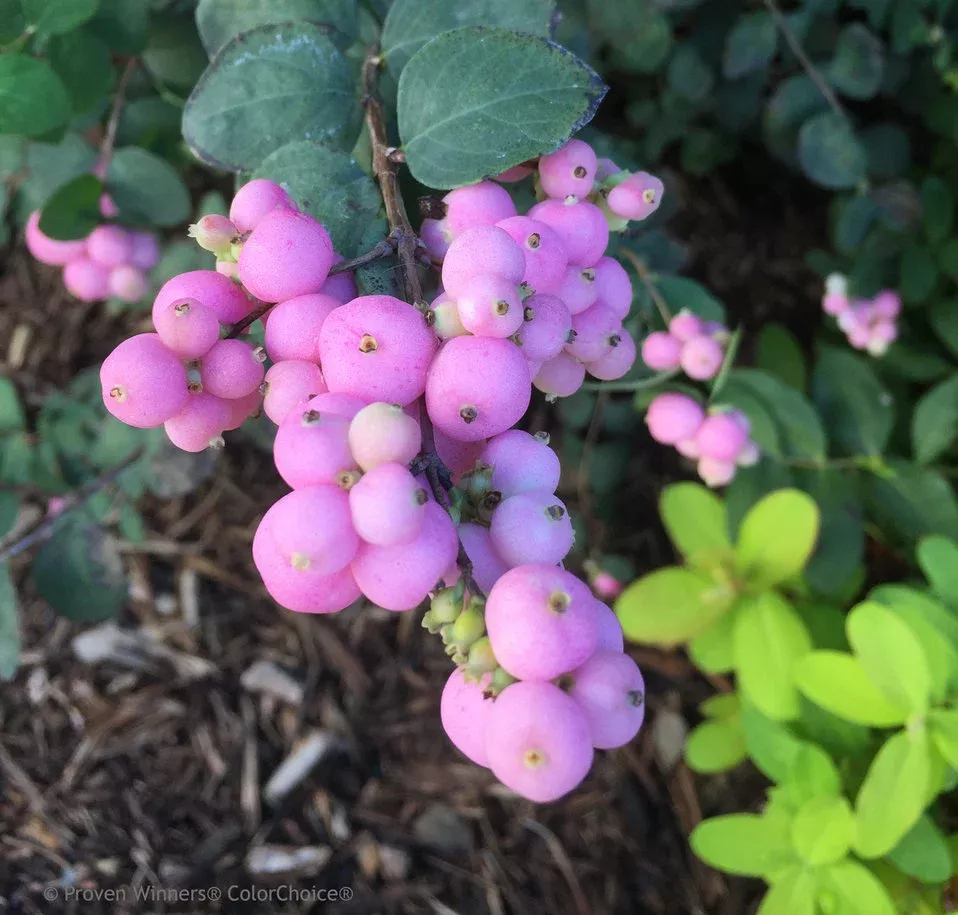Symphoricarpos Proud Berry #2