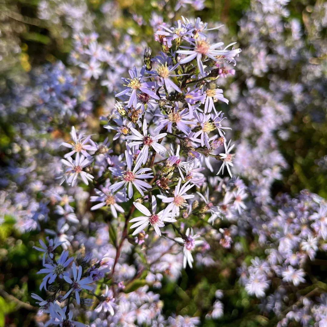 Symphyotrichum cordifolium