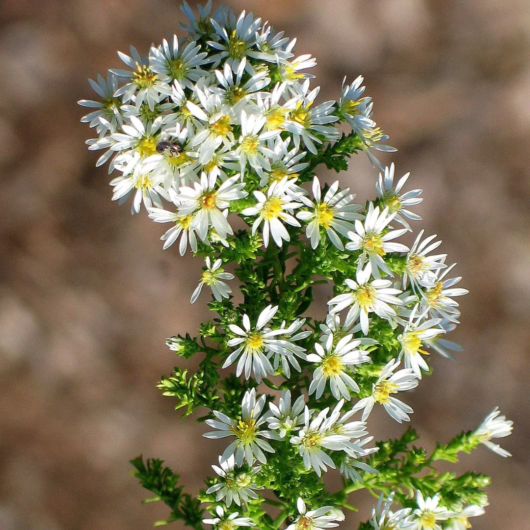Symphyotrichum ericoides