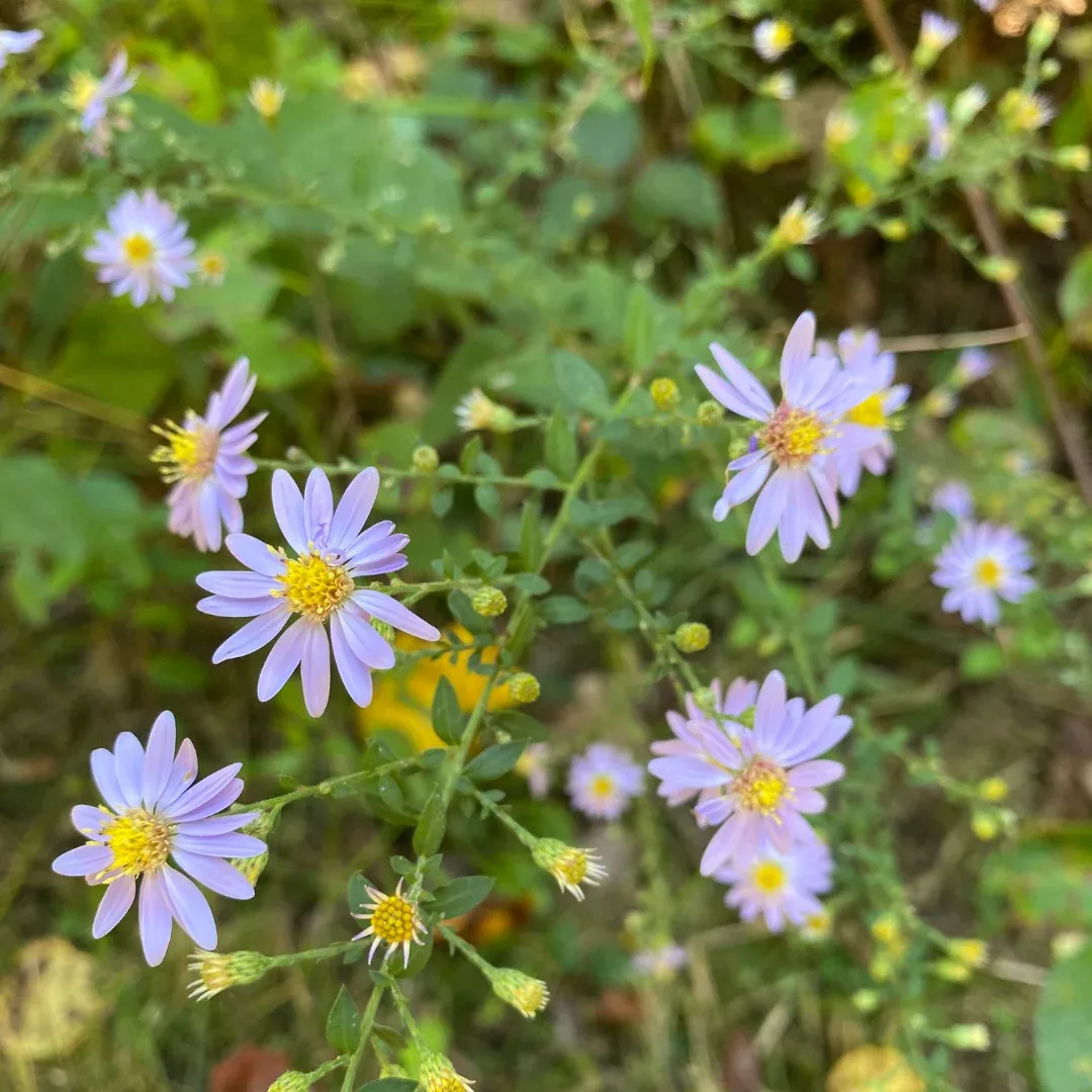 Symphyotrichum shortii