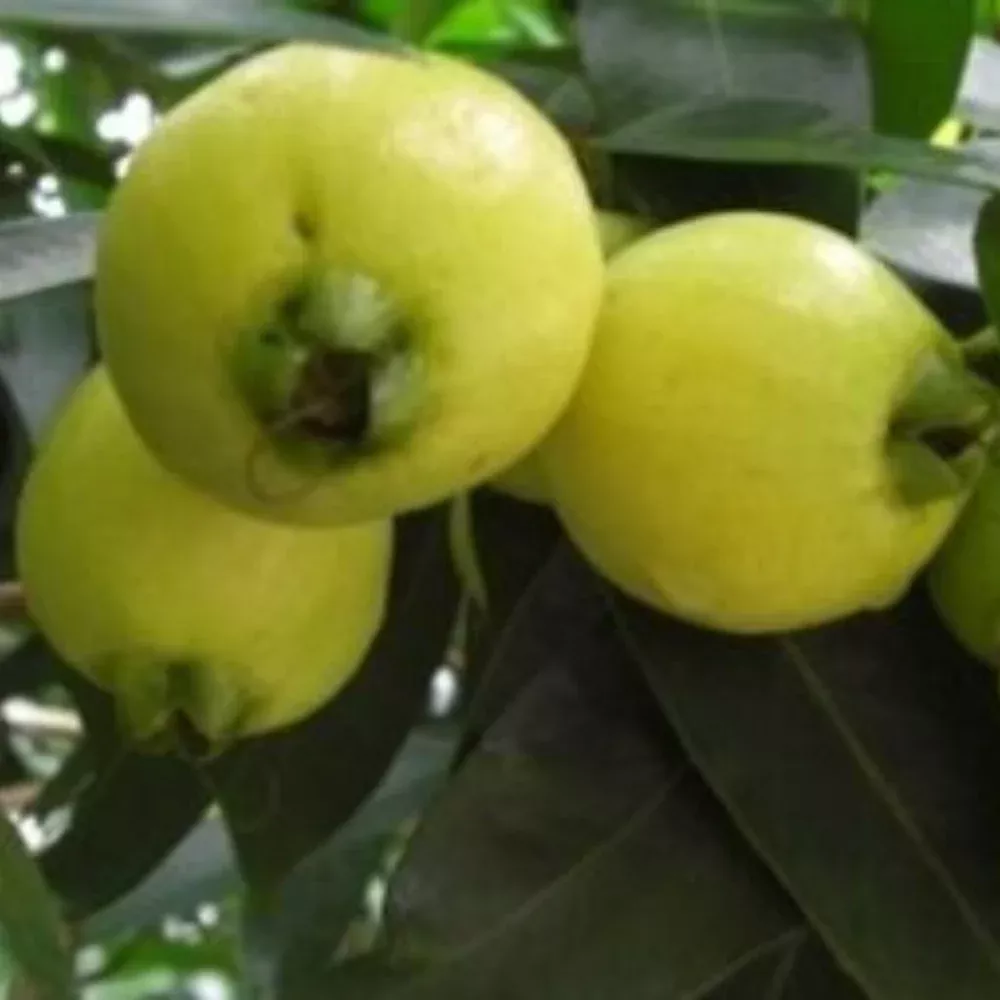 Syzygium Jambos (Rose Apple) Tropical Fruit Tree