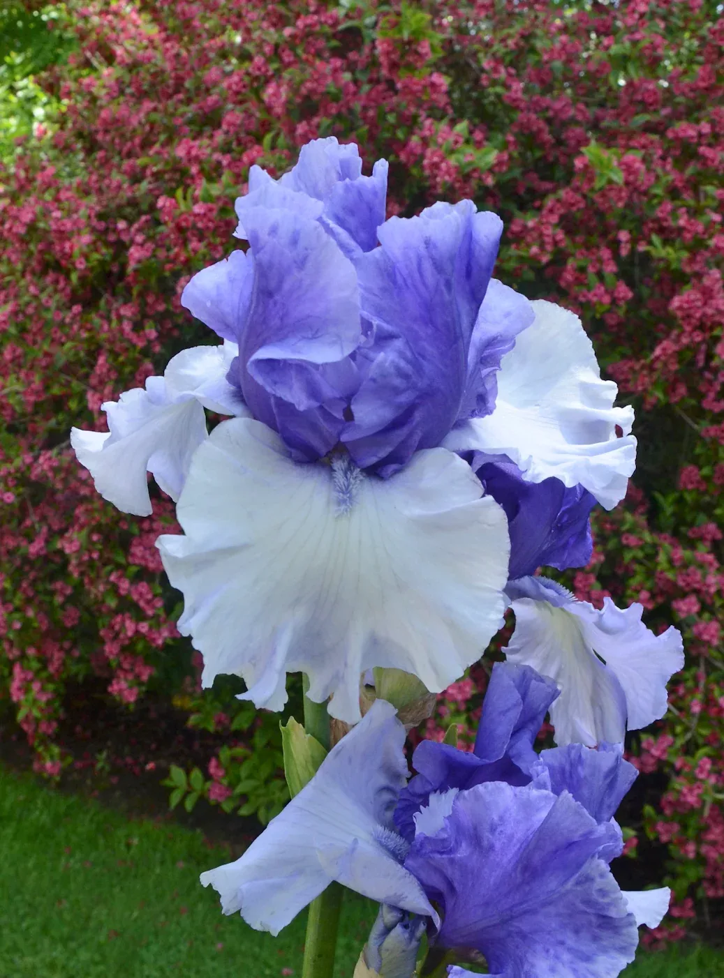 Tall Bearded Iris