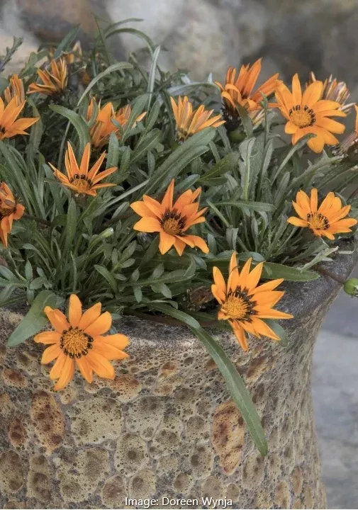 Tanager Gazania