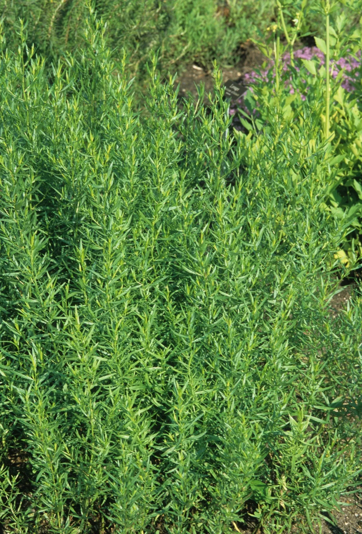 Tarragon