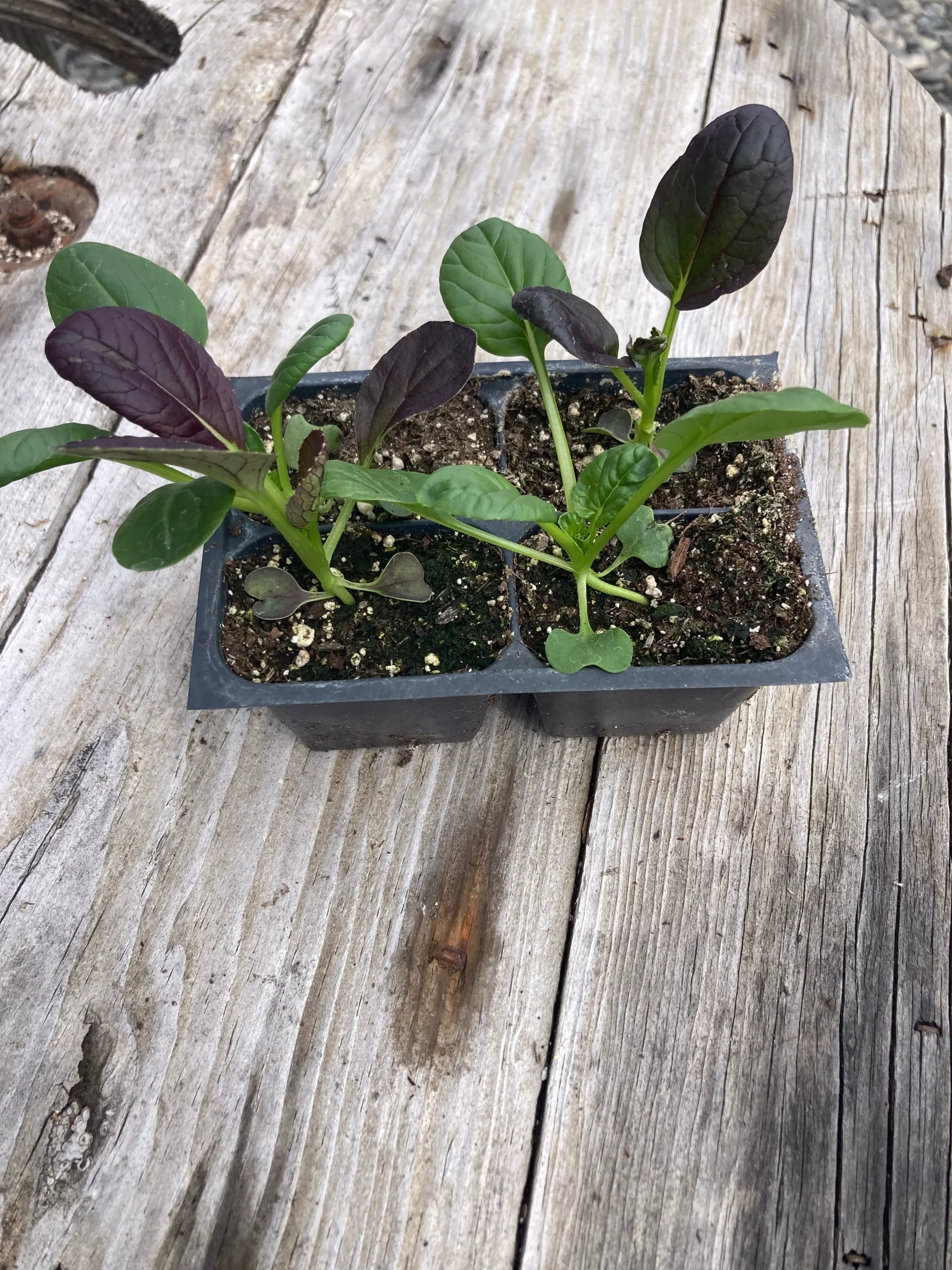 Tatsoi
