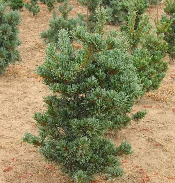 Tempelhof Japanese White Pine