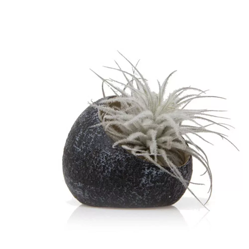 Terrarium Koski Air Plant Pod