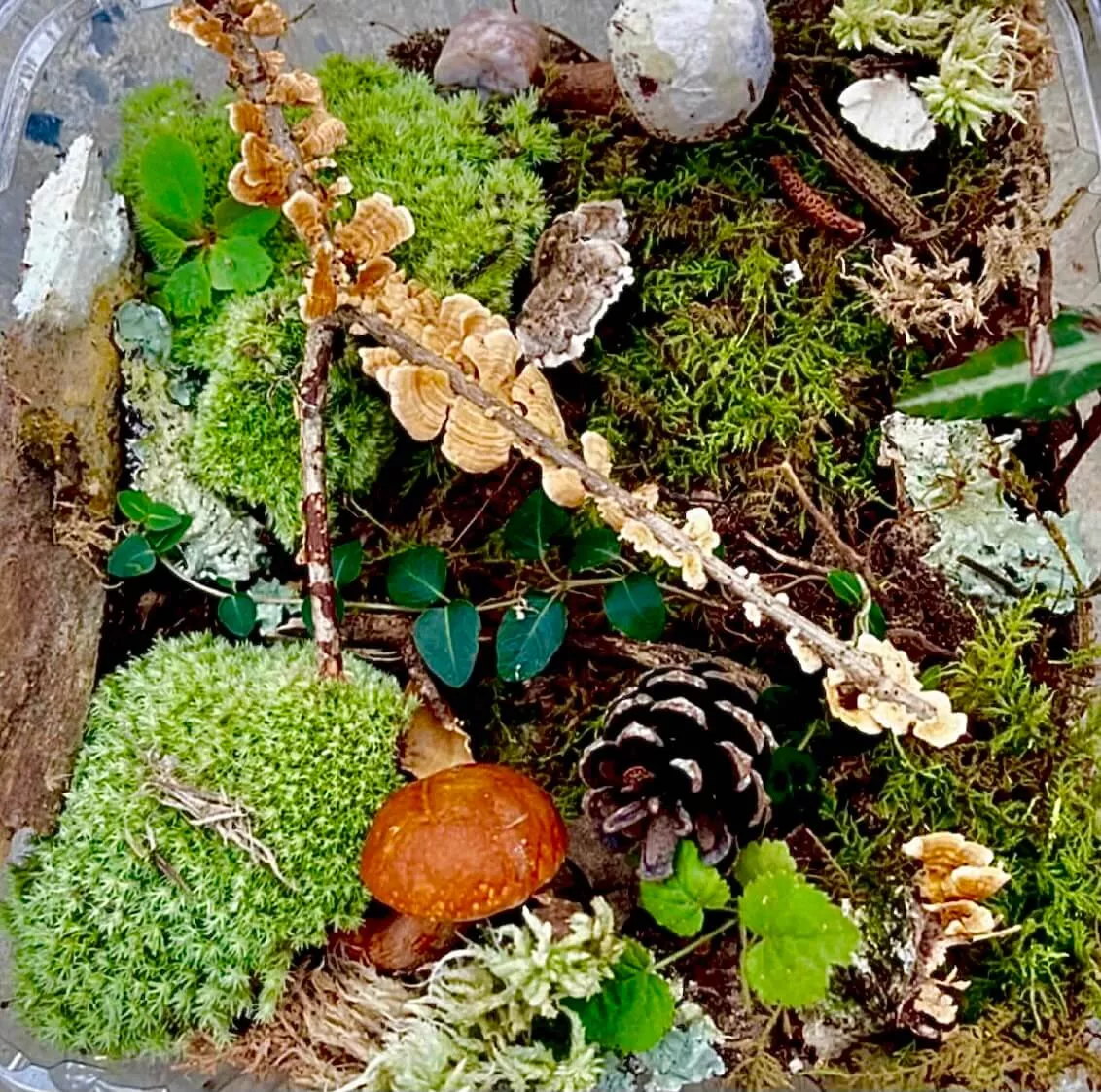 Terrarium Plants Kit