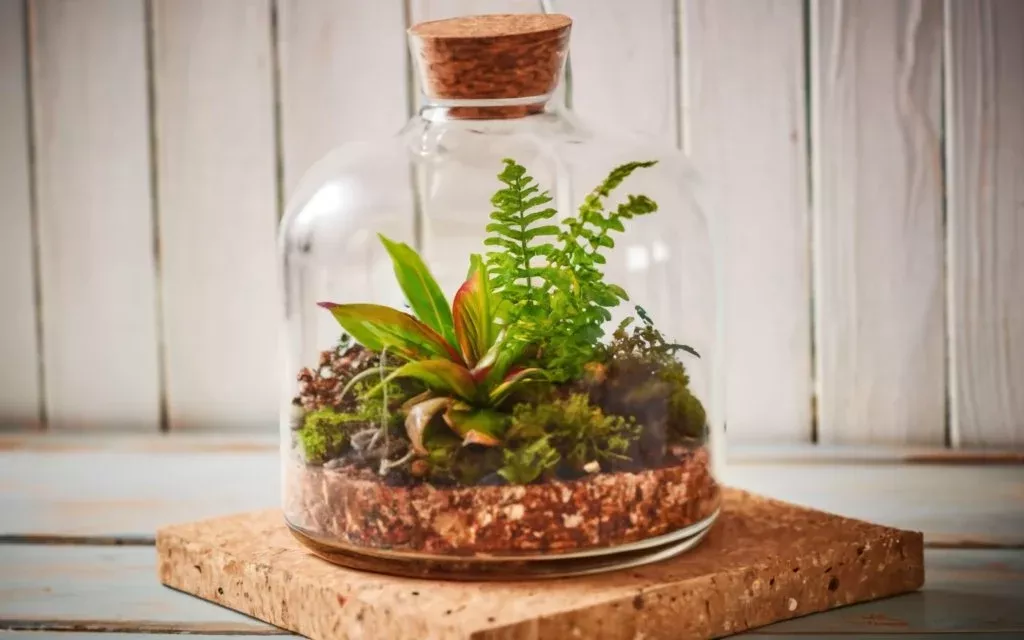 Terrariums with Ellie