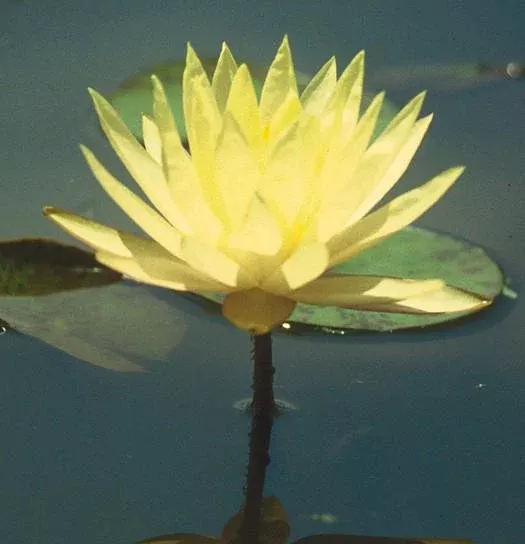 Texas Dawn - Yellow Hardy Lily