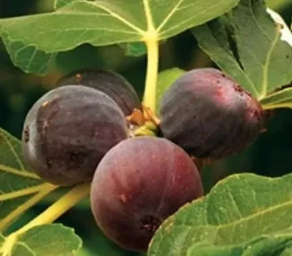 Texas Everbearing Fig