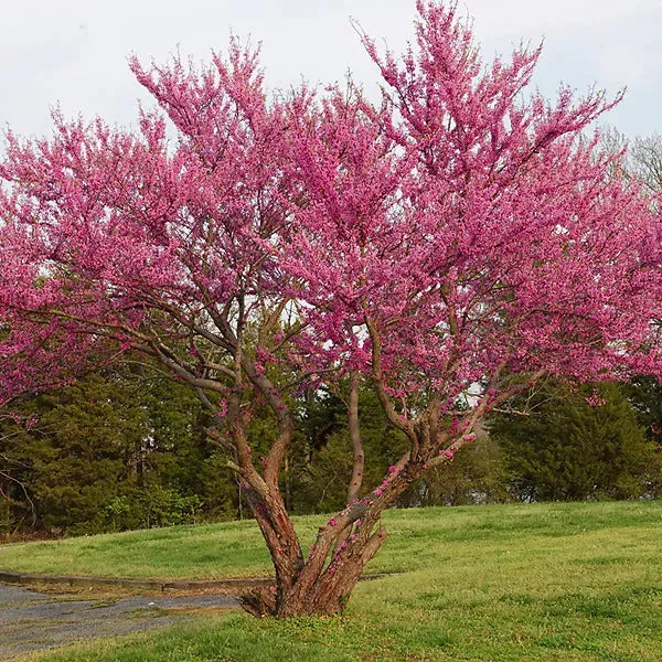 Texas Redbud