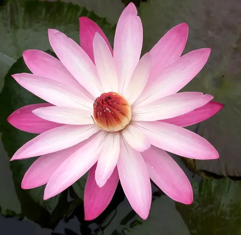 Texas Shell Pink Lily - Night Blooming Tropical Lily