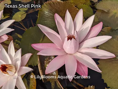 'Texas Shell Pink' Night-Blooming Tropical Waterlily