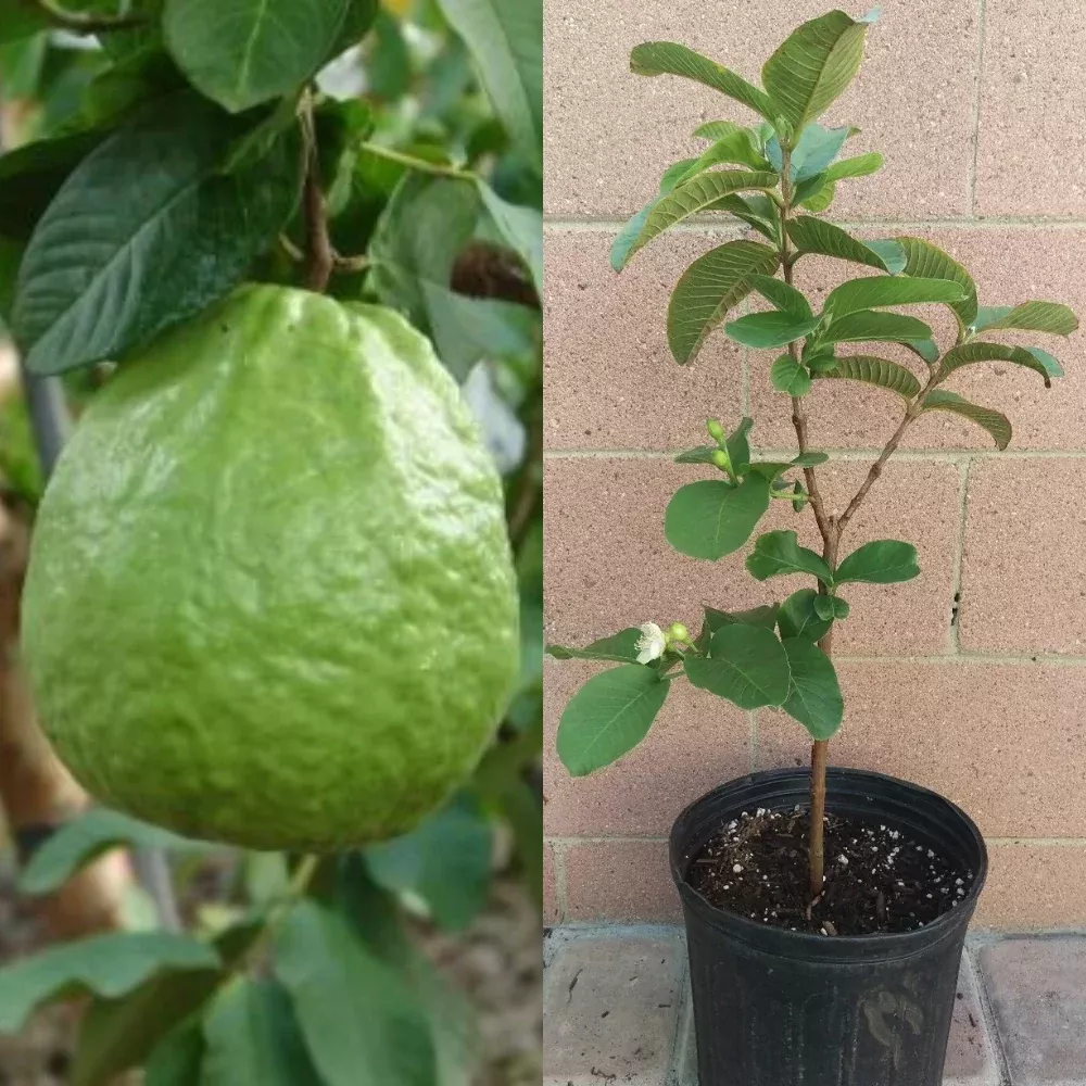Thai Guavas Tropical Fruit Tree