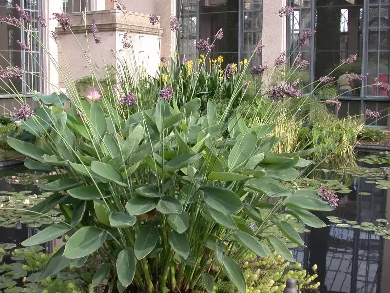 Thalia dealbata - Hardy Water Canna