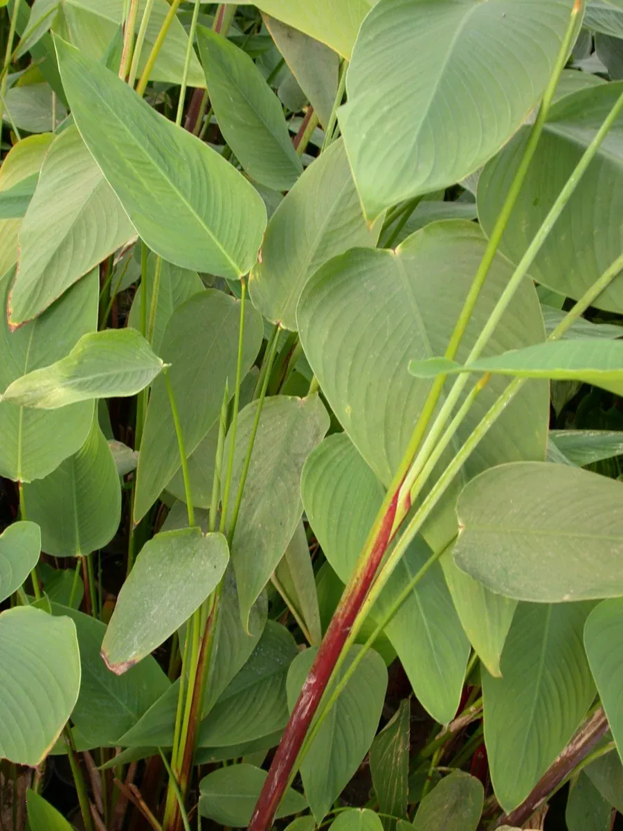 Thalia Geniculata Ruminoides (Redstem Thalia)